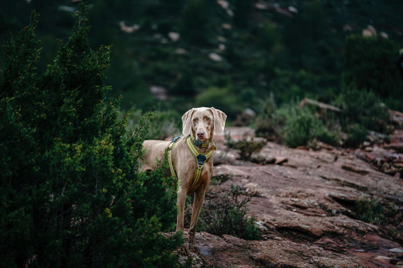3) Weimaraner 1) Labrador Retriever, 3) Weimaraner, 4) Australian Shepherd, 5) Vizsla, 6) Poodle, 7) Bernese Mountain Dog, 8) Rhodesian Ridgeback