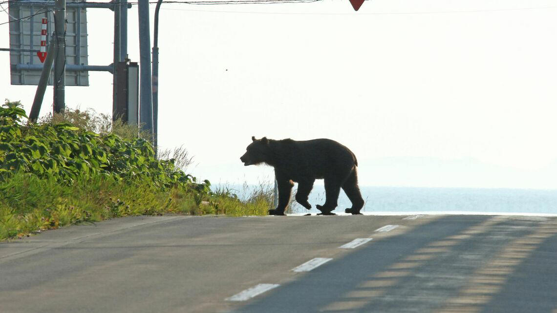クマによる死亡事故は「過去最多の12件」, 1年前は「クマを殺すな！」論争が…, ピンチを前向きにとらえる動きも, 「クマに餌付け」フェイク動画の罪深さ, 実際のニュースに沿った内容が悪質