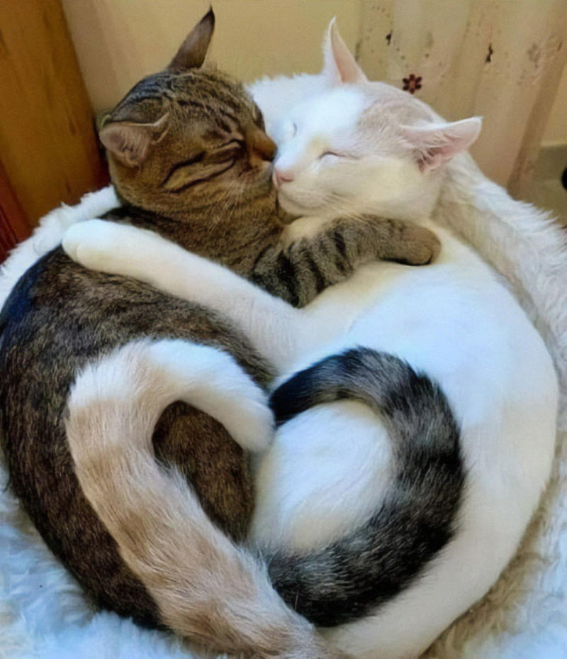 #3 Two Cats, One Heart #3 Two Cats, One Heart, #5 Unconditional Love.!!!!, #7 This Is What Cat Engagement Photos Would Look Like, #11 Two Cats Licking Glass Door, #15 They’re Always Plotting, #17 My Black Cat Looks Like My White Cat’s Shadow, #19 Meowfie, #21 Relationship Goals, #23 Perfect Fit, #27 Two Cats Cuddling Each Other In A Coast Of Istanbul, #29 *sound Of A Can Opening*, #31 My Cat And Her Little One (No Name Yet), #33 Planted A Tiny Wheatgrass Yard On My Balcony For My Boys, #35 Mama Pebbles And Her Child Primrose, #37 I Bought My Cats Child Sized Camp Chairs, #41 I Think They Are Starting To Get Along, #43 One More Episode Before Sleep, #45 So Much Floof, #47 Tried To Capture A Moment Of Friendship And Peace
