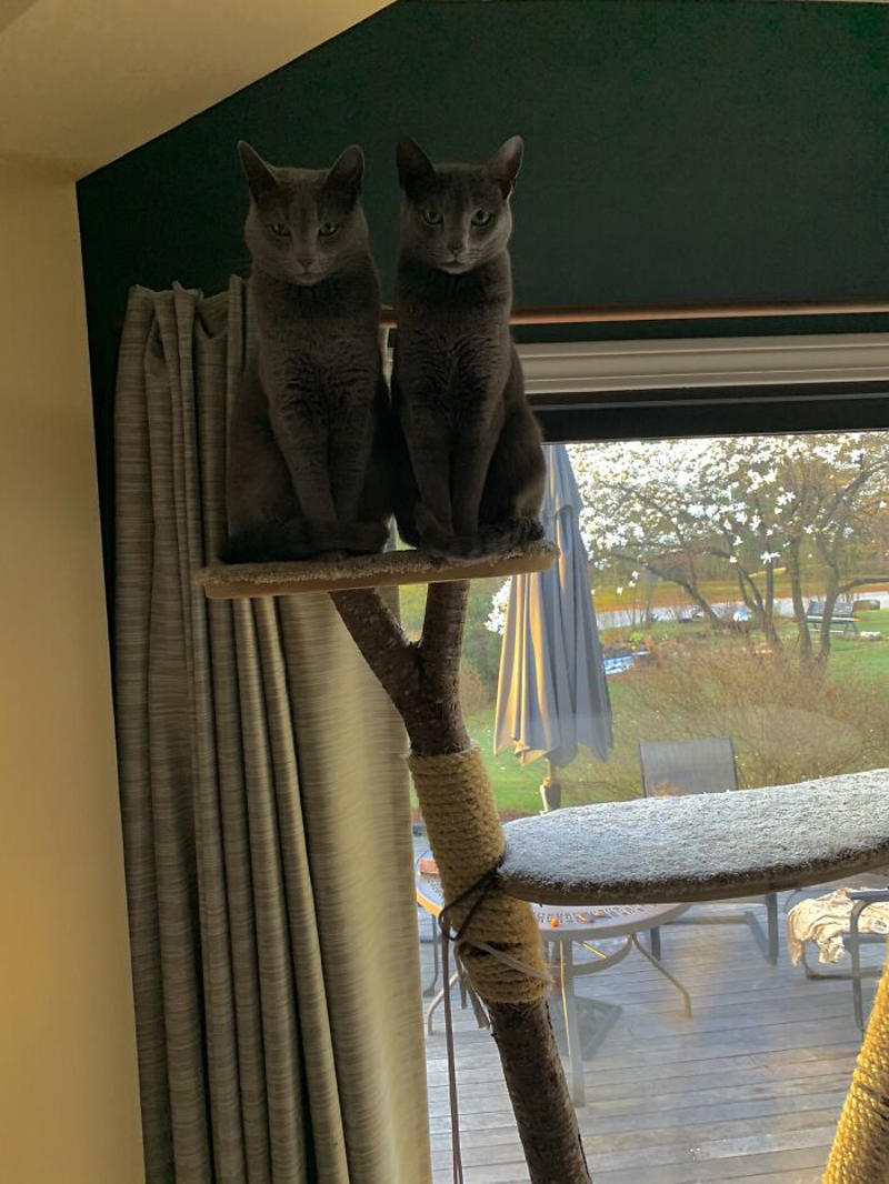 #15 They’re Always Plotting #3 Two Cats, One Heart, #5 Unconditional Love.!!!!, #7 This Is What Cat Engagement Photos Would Look Like, #11 Two Cats Licking Glass Door, #15 They’re Always Plotting, #17 My Black Cat Looks Like My White Cat’s Shadow, #19 Meowfie, #21 Relationship Goals, #23 Perfect Fit, #27 Two Cats Cuddling Each Other In A Coast Of Istanbul, #29 *sound Of A Can Opening*, #31 My Cat And Her Little One (No Name Yet), #33 Planted A Tiny Wheatgrass Yard On My Balcony For My Boys, #35 Mama Pebbles And Her Child Primrose, #37 I Bought My Cats Child Sized Camp Chairs, #41 I Think They Are Starting To Get Along, #43 One More Episode Before Sleep, #45 So Much Floof, #47 Tried To Capture A Moment Of Friendship And Peace