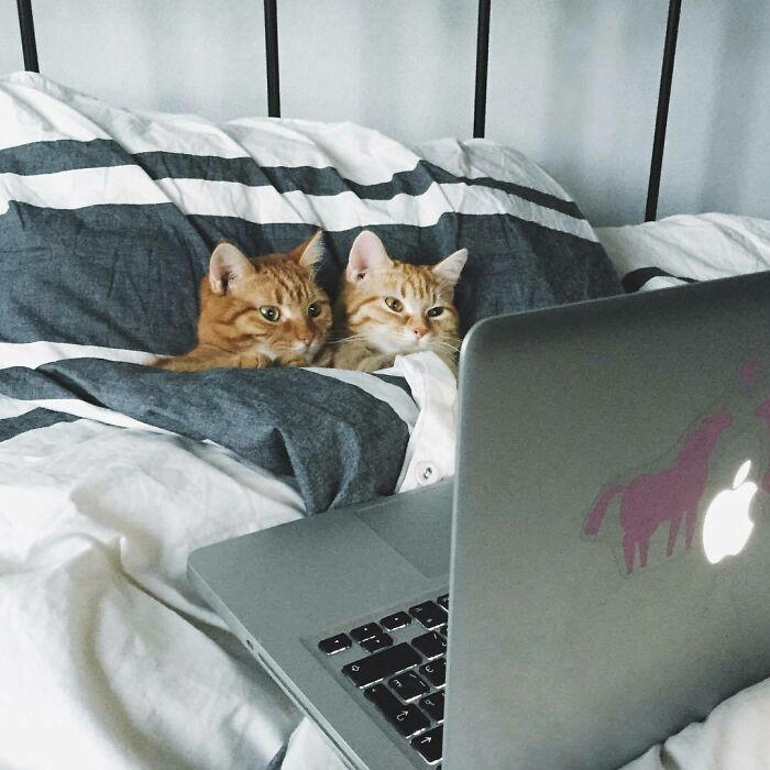 #43 One More Episode Before Sleep #3 Two Cats, One Heart, #5 Unconditional Love.!!!!, #7 This Is What Cat Engagement Photos Would Look Like, #11 Two Cats Licking Glass Door, #15 They’re Always Plotting, #17 My Black Cat Looks Like My White Cat’s Shadow, #19 Meowfie, #21 Relationship Goals, #23 Perfect Fit, #27 Two Cats Cuddling Each Other In A Coast Of Istanbul, #29 *sound Of A Can Opening*, #31 My Cat And Her Little One (No Name Yet), #33 Planted A Tiny Wheatgrass Yard On My Balcony For My Boys, #35 Mama Pebbles And Her Child Primrose, #37 I Bought My Cats Child Sized Camp Chairs, #41 I Think They Are Starting To Get Along, #43 One More Episode Before Sleep, #45 So Much Floof, #47 Tried To Capture A Moment Of Friendship And Peace
