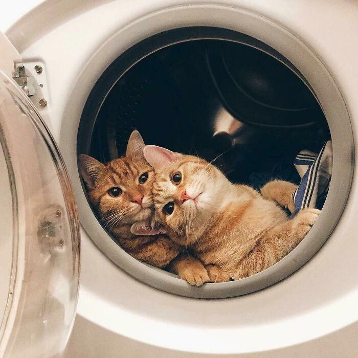 #7 This Is What Cat Engagement Photos Would Look Like #3 Two Cats, One Heart, #5 Unconditional Love.!!!!, #7 This Is What Cat Engagement Photos Would Look Like, #11 Two Cats Licking Glass Door, #15 They’re Always Plotting, #17 My Black Cat Looks Like My White Cat’s Shadow, #19 Meowfie, #21 Relationship Goals, #23 Perfect Fit, #27 Two Cats Cuddling Each Other In A Coast Of Istanbul, #29 *sound Of A Can Opening*, #31 My Cat And Her Little One (No Name Yet), #33 Planted A Tiny Wheatgrass Yard On My Balcony For My Boys, #35 Mama Pebbles And Her Child Primrose, #37 I Bought My Cats Child Sized Camp Chairs, #41 I Think They Are Starting To Get Along, #43 One More Episode Before Sleep, #45 So Much Floof, #47 Tried To Capture A Moment Of Friendship And Peace
