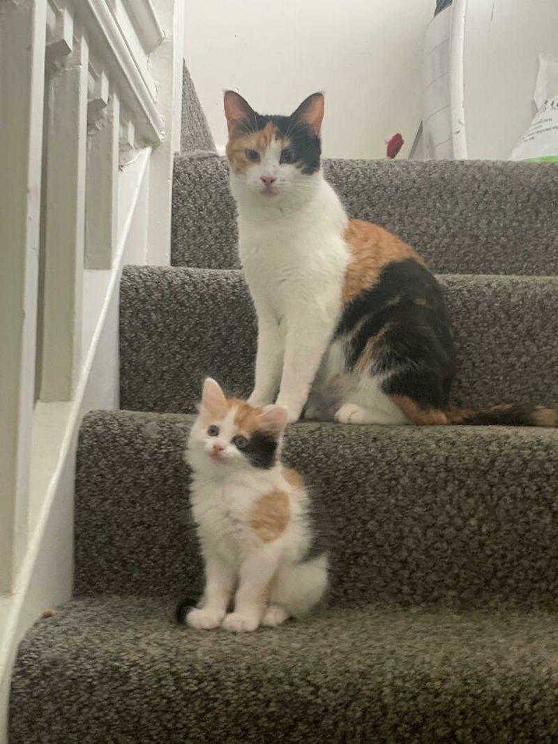 #35 Mama Pebbles And Her Child Primrose #3 Two Cats, One Heart, #5 Unconditional Love.!!!!, #7 This Is What Cat Engagement Photos Would Look Like, #11 Two Cats Licking Glass Door, #15 They’re Always Plotting, #17 My Black Cat Looks Like My White Cat’s Shadow, #19 Meowfie, #21 Relationship Goals, #23 Perfect Fit, #27 Two Cats Cuddling Each Other In A Coast Of Istanbul, #29 *sound Of A Can Opening*, #31 My Cat And Her Little One (No Name Yet), #33 Planted A Tiny Wheatgrass Yard On My Balcony For My Boys, #35 Mama Pebbles And Her Child Primrose, #37 I Bought My Cats Child Sized Camp Chairs, #41 I Think They Are Starting To Get Along, #43 One More Episode Before Sleep, #45 So Much Floof, #47 Tried To Capture A Moment Of Friendship And Peace