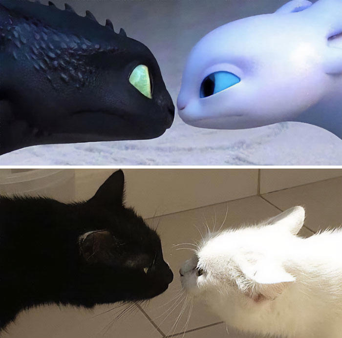 #9 #3 Two Cats, One Heart, #5 Unconditional Love.!!!!, #7 This Is What Cat Engagement Photos Would Look Like, #11 Two Cats Licking Glass Door, #15 They’re Always Plotting, #17 My Black Cat Looks Like My White Cat’s Shadow, #19 Meowfie, #21 Relationship Goals, #23 Perfect Fit, #27 Two Cats Cuddling Each Other In A Coast Of Istanbul, #29 *sound Of A Can Opening*, #31 My Cat And Her Little One (No Name Yet), #33 Planted A Tiny Wheatgrass Yard On My Balcony For My Boys, #35 Mama Pebbles And Her Child Primrose, #37 I Bought My Cats Child Sized Camp Chairs, #41 I Think They Are Starting To Get Along, #43 One More Episode Before Sleep, #45 So Much Floof, #47 Tried To Capture A Moment Of Friendship And Peace