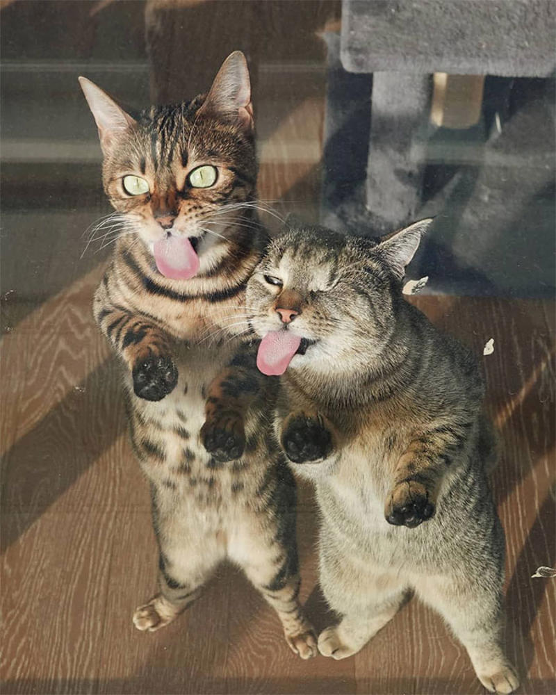 #11 Two Cats Licking Glass Door #3 Two Cats, One Heart, #5 Unconditional Love.!!!!, #7 This Is What Cat Engagement Photos Would Look Like, #11 Two Cats Licking Glass Door, #15 They’re Always Plotting, #17 My Black Cat Looks Like My White Cat’s Shadow, #19 Meowfie, #21 Relationship Goals, #23 Perfect Fit, #27 Two Cats Cuddling Each Other In A Coast Of Istanbul, #29 *sound Of A Can Opening*, #31 My Cat And Her Little One (No Name Yet), #33 Planted A Tiny Wheatgrass Yard On My Balcony For My Boys, #35 Mama Pebbles And Her Child Primrose, #37 I Bought My Cats Child Sized Camp Chairs, #41 I Think They Are Starting To Get Along, #43 One More Episode Before Sleep, #45 So Much Floof, #47 Tried To Capture A Moment Of Friendship And Peace