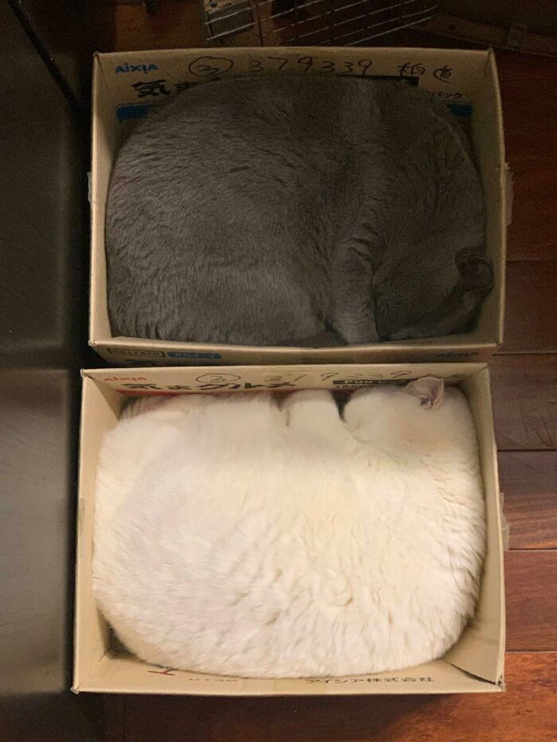 #23 Perfect Fit #3 Two Cats, One Heart, #5 Unconditional Love.!!!!, #7 This Is What Cat Engagement Photos Would Look Like, #11 Two Cats Licking Glass Door, #15 They’re Always Plotting, #17 My Black Cat Looks Like My White Cat’s Shadow, #19 Meowfie, #21 Relationship Goals, #23 Perfect Fit, #27 Two Cats Cuddling Each Other In A Coast Of Istanbul, #29 *sound Of A Can Opening*, #31 My Cat And Her Little One (No Name Yet), #33 Planted A Tiny Wheatgrass Yard On My Balcony For My Boys, #35 Mama Pebbles And Her Child Primrose, #37 I Bought My Cats Child Sized Camp Chairs, #41 I Think They Are Starting To Get Along, #43 One More Episode Before Sleep, #45 So Much Floof, #47 Tried To Capture A Moment Of Friendship And Peace