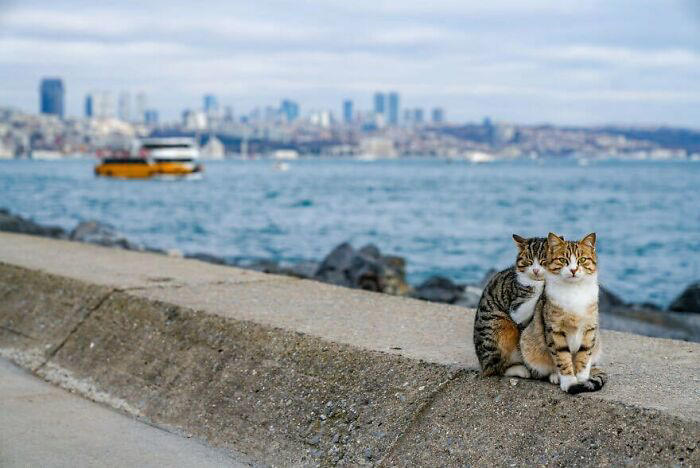 #27 Two Cats Cuddling Each Other In A Coast Of Istanbul #3 Two Cats, One Heart, #5 Unconditional Love.!!!!, #7 This Is What Cat Engagement Photos Would Look Like, #11 Two Cats Licking Glass Door, #15 They’re Always Plotting, #17 My Black Cat Looks Like My White Cat’s Shadow, #19 Meowfie, #21 Relationship Goals, #23 Perfect Fit, #27 Two Cats Cuddling Each Other In A Coast Of Istanbul, #29 *sound Of A Can Opening*, #31 My Cat And Her Little One (No Name Yet), #33 Planted A Tiny Wheatgrass Yard On My Balcony For My Boys, #35 Mama Pebbles And Her Child Primrose, #37 I Bought My Cats Child Sized Camp Chairs, #41 I Think They Are Starting To Get Along, #43 One More Episode Before Sleep, #45 So Much Floof, #47 Tried To Capture A Moment Of Friendship And Peace