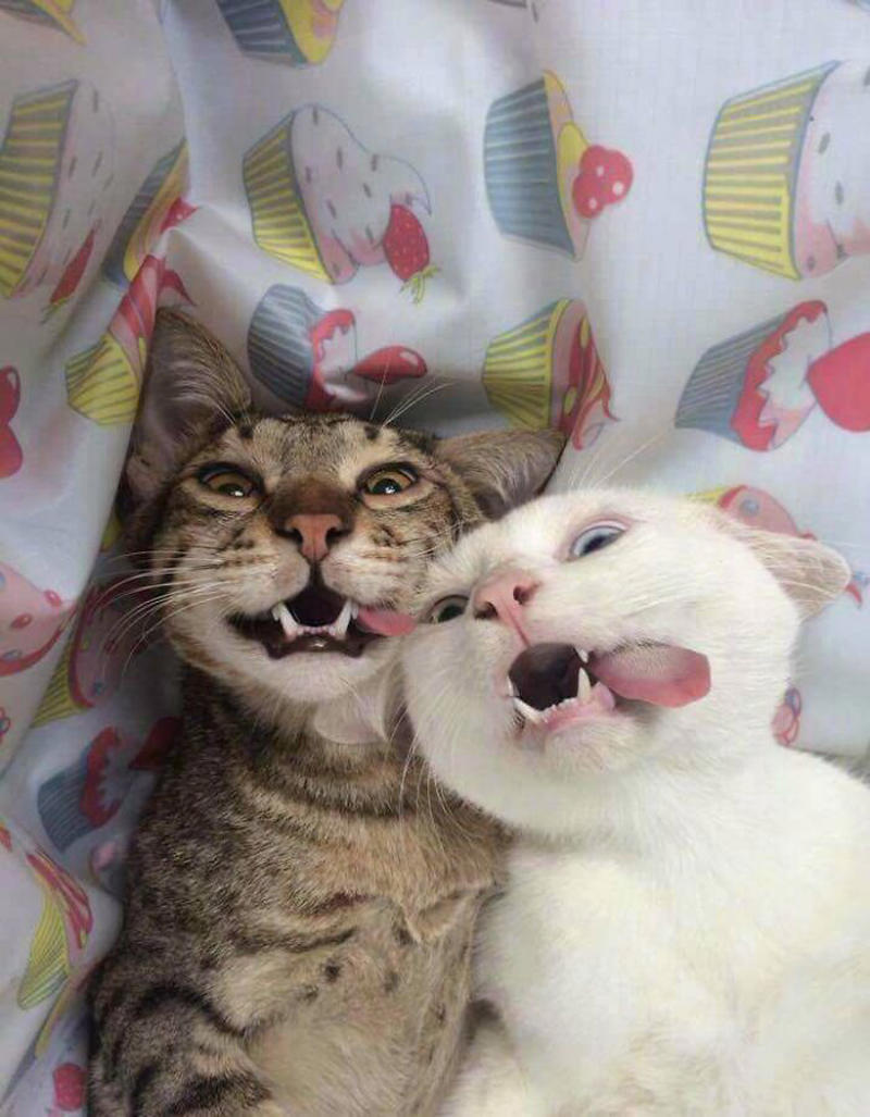 #19 Meowfie #3 Two Cats, One Heart, #5 Unconditional Love.!!!!, #7 This Is What Cat Engagement Photos Would Look Like, #11 Two Cats Licking Glass Door, #15 They’re Always Plotting, #17 My Black Cat Looks Like My White Cat’s Shadow, #19 Meowfie, #21 Relationship Goals, #23 Perfect Fit, #27 Two Cats Cuddling Each Other In A Coast Of Istanbul, #29 *sound Of A Can Opening*, #31 My Cat And Her Little One (No Name Yet), #33 Planted A Tiny Wheatgrass Yard On My Balcony For My Boys, #35 Mama Pebbles And Her Child Primrose, #37 I Bought My Cats Child Sized Camp Chairs, #41 I Think They Are Starting To Get Along, #43 One More Episode Before Sleep, #45 So Much Floof, #47 Tried To Capture A Moment Of Friendship And Peace