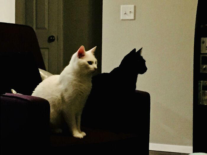 #17 My Black Cat Looks Like My White Cat’s Shadow #3 Two Cats, One Heart, #5 Unconditional Love.!!!!, #7 This Is What Cat Engagement Photos Would Look Like, #11 Two Cats Licking Glass Door, #15 They’re Always Plotting, #17 My Black Cat Looks Like My White Cat’s Shadow, #19 Meowfie, #21 Relationship Goals, #23 Perfect Fit, #27 Two Cats Cuddling Each Other In A Coast Of Istanbul, #29 *sound Of A Can Opening*, #31 My Cat And Her Little One (No Name Yet), #33 Planted A Tiny Wheatgrass Yard On My Balcony For My Boys, #35 Mama Pebbles And Her Child Primrose, #37 I Bought My Cats Child Sized Camp Chairs, #41 I Think They Are Starting To Get Along, #43 One More Episode Before Sleep, #45 So Much Floof, #47 Tried To Capture A Moment Of Friendship And Peace