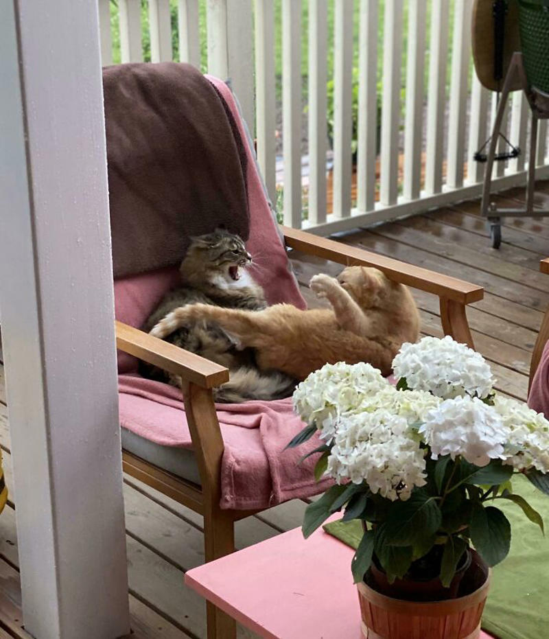 #3 Two Cats, One Heart, #5 Unconditional Love.!!!!, #7 This Is What Cat Engagement Photos Would Look Like, #11 Two Cats Licking Glass Door, #15 They’re Always Plotting, #17 My Black Cat Looks Like My White Cat’s Shadow, #19 Meowfie, #21 Relationship Goals, #23 Perfect Fit, #27 Two Cats Cuddling Each Other In A Coast Of Istanbul, #29 *sound Of A Can Opening*, #31 My Cat And Her Little One (No Name Yet), #33 Planted A Tiny Wheatgrass Yard On My Balcony For My Boys, #35 Mama Pebbles And Her Child Primrose, #37 I Bought My Cats Child Sized Camp Chairs, #41 I Think They Are Starting To Get Along, #43 One More Episode Before Sleep, #45 So Much Floof, #47 Tried To Capture A Moment Of Friendship And Peace