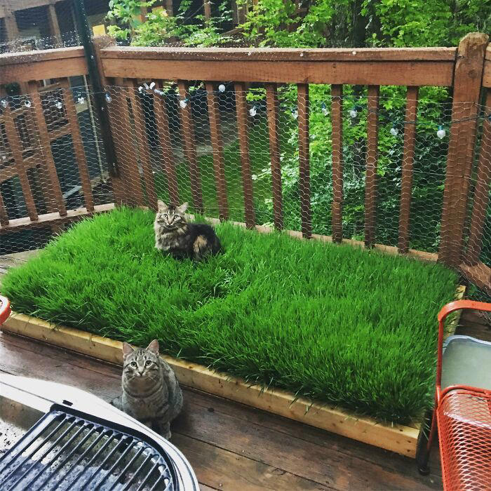 #33 Planted A Tiny Wheatgrass Yard On My Balcony For My Boys #3 Two Cats, One Heart, #5 Unconditional Love.!!!!, #7 This Is What Cat Engagement Photos Would Look Like, #11 Two Cats Licking Glass Door, #15 They’re Always Plotting, #17 My Black Cat Looks Like My White Cat’s Shadow, #19 Meowfie, #21 Relationship Goals, #23 Perfect Fit, #27 Two Cats Cuddling Each Other In A Coast Of Istanbul, #29 *sound Of A Can Opening*, #31 My Cat And Her Little One (No Name Yet), #33 Planted A Tiny Wheatgrass Yard On My Balcony For My Boys, #35 Mama Pebbles And Her Child Primrose, #37 I Bought My Cats Child Sized Camp Chairs, #41 I Think They Are Starting To Get Along, #43 One More Episode Before Sleep, #45 So Much Floof, #47 Tried To Capture A Moment Of Friendship And Peace
