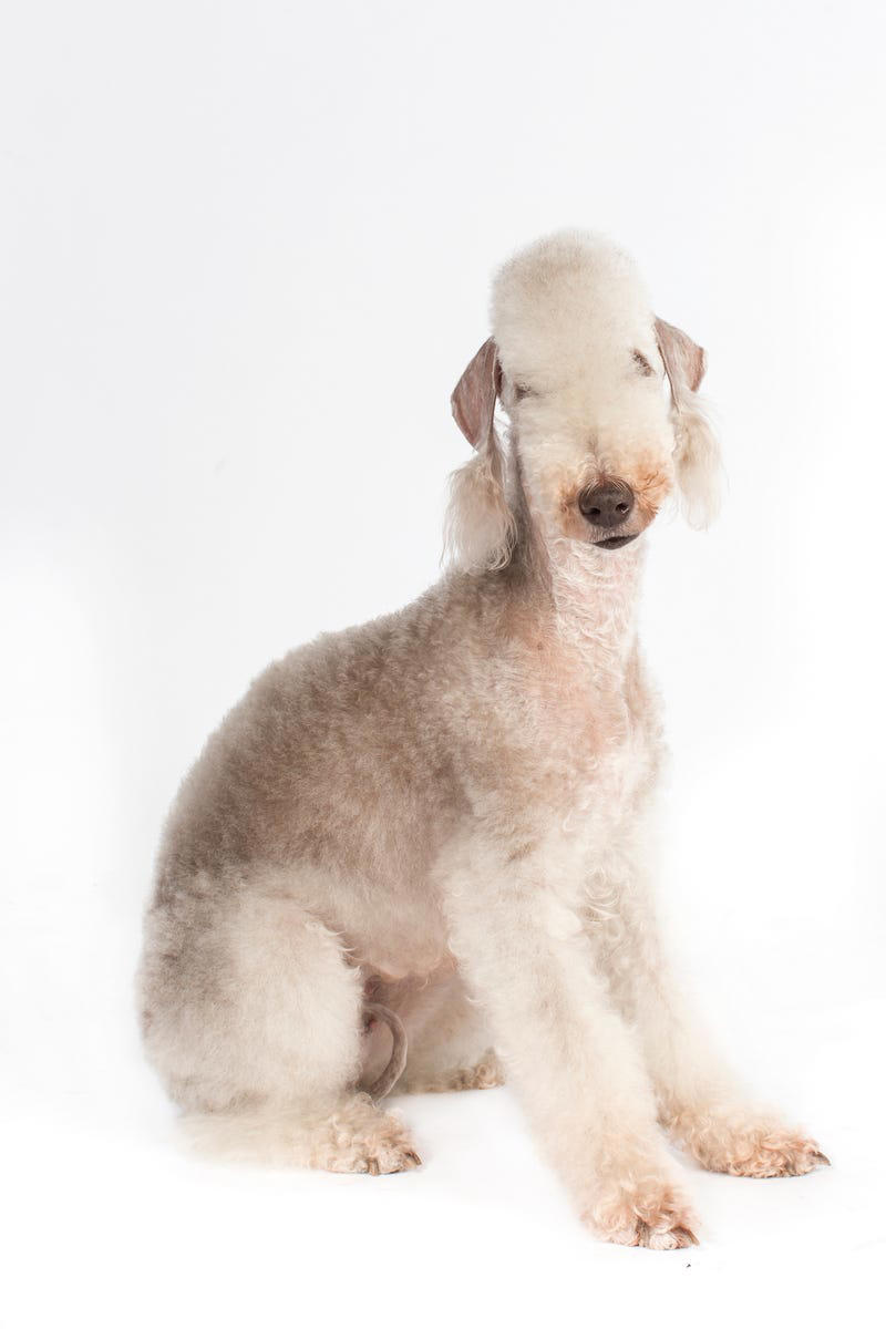 13) Bedlington Terrier 1) Bolognese, 2) Standard Poodle, 3) Portuguese Water Dog, 4) Maltese, 5) Chinese Crested, 6) Bichon Frise, 7) Yorkshire Terrier, 8) Welsh Terrier, 9) Basenji, 10) Affenpinscher, 11) West Highland White Terrier, 12) Afghan Hound, 13) Bedlington Terrier, 14) Komondor, 15) Kerry Blue Terrier, 16) Miniature Schnauzer, 17) Scottish Terrier, 18) Shih Tzu, 19) Wire Fox Terrier, 20) American Hairless Terrier, 21) Lhasa Apso, 22) Brussels Griffon, 23) Lagotta Romagnolo, 24) Soft Coated Wheaten Terrier, 25) Cairn Terrier, 26) Italian Greyhound, 27) Border Terrier