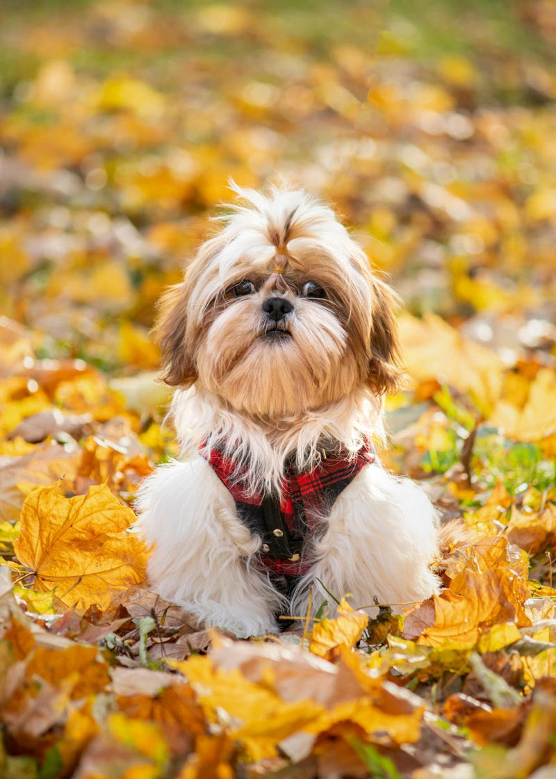 18) Shih Tzu 1) Bolognese, 2) Standard Poodle, 3) Portuguese Water Dog, 4) Maltese, 5) Chinese Crested, 6) Bichon Frise, 7) Yorkshire Terrier, 8) Welsh Terrier, 9) Basenji, 10) Affenpinscher, 11) West Highland White Terrier, 12) Afghan Hound, 13) Bedlington Terrier, 14) Komondor, 15) Kerry Blue Terrier, 16) Miniature Schnauzer, 17) Scottish Terrier, 18) Shih Tzu, 19) Wire Fox Terrier, 20) American Hairless Terrier, 21) Lhasa Apso, 22) Brussels Griffon, 23) Lagotta Romagnolo, 24) Soft Coated Wheaten Terrier, 25) Cairn Terrier, 26) Italian Greyhound, 27) Border Terrier