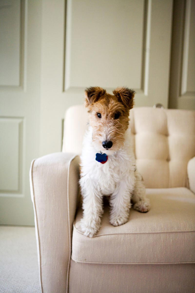 19) Wire Fox Terrier 1) Bolognese, 2) Standard Poodle, 3) Portuguese Water Dog, 4) Maltese, 5) Chinese Crested, 6) Bichon Frise, 7) Yorkshire Terrier, 8) Welsh Terrier, 9) Basenji, 10) Affenpinscher, 11) West Highland White Terrier, 12) Afghan Hound, 13) Bedlington Terrier, 14) Komondor, 15) Kerry Blue Terrier, 16) Miniature Schnauzer, 17) Scottish Terrier, 18) Shih Tzu, 19) Wire Fox Terrier, 20) American Hairless Terrier, 21) Lhasa Apso, 22) Brussels Griffon, 23) Lagotta Romagnolo, 24) Soft Coated Wheaten Terrier, 25) Cairn Terrier, 26) Italian Greyhound, 27) Border Terrier