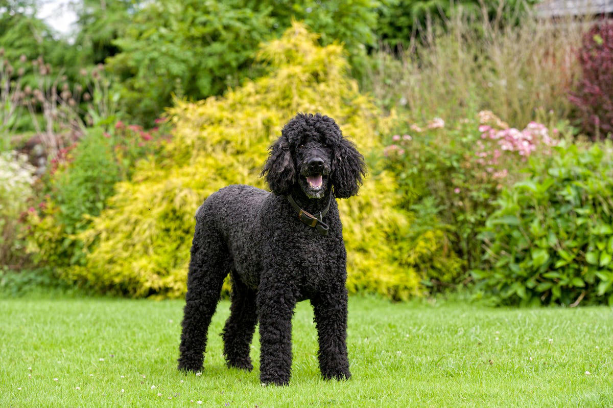 2) Standard Poodle 1) Bolognese, 2) Standard Poodle, 3) Portuguese Water Dog, 4) Maltese, 5) Chinese Crested, 6) Bichon Frise, 7) Yorkshire Terrier, 8) Welsh Terrier, 9) Basenji, 10) Affenpinscher, 11) West Highland White Terrier, 12) Afghan Hound, 13) Bedlington Terrier, 14) Komondor, 15) Kerry Blue Terrier, 16) Miniature Schnauzer, 17) Scottish Terrier, 18) Shih Tzu, 19) Wire Fox Terrier, 20) American Hairless Terrier, 21) Lhasa Apso, 22) Brussels Griffon, 23) Lagotta Romagnolo, 24) Soft Coated Wheaten Terrier, 25) Cairn Terrier, 26) Italian Greyhound, 27) Border Terrier