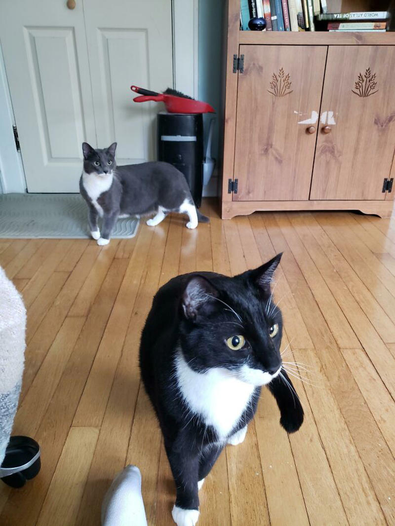 #39 My Beloved Cat Died On Sunday And I Wanted Someone New To Take Care Of. My Vet Called And Told Me That This Brother And Sister Duo Needed An Emergency Home Asap. It Was Fate. World, Meet Fitz And Georgie! #3 Two Cats, One Heart, #5 Unconditional Love.!!!!, #7 This Is What Cat Engagement Photos Would Look Like, #11 Two Cats Licking Glass Door, #15 They’re Always Plotting, #17 My Black Cat Looks Like My White Cat’s Shadow, #19 Meowfie, #21 Relationship Goals, #23 Perfect Fit, #27 Two Cats Cuddling Each Other In A Coast Of Istanbul, #29 *sound Of A Can Opening*, #31 My Cat And Her Little One (No Name Yet), #33 Planted A Tiny Wheatgrass Yard On My Balcony For My Boys, #35 Mama Pebbles And Her Child Primrose, #37 I Bought My Cats Child Sized Camp Chairs, #41 I Think They Are Starting To Get Along, #43 One More Episode Before Sleep, #45 So Much Floof, #47 Tried To Capture A Moment Of Friendship And Peace