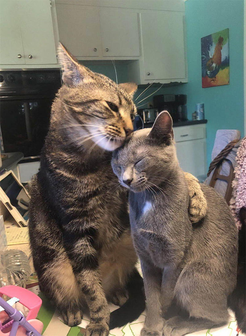 #21 Relationship Goals #3 Two Cats, One Heart, #5 Unconditional Love.!!!!, #7 This Is What Cat Engagement Photos Would Look Like, #11 Two Cats Licking Glass Door, #15 They’re Always Plotting, #17 My Black Cat Looks Like My White Cat’s Shadow, #19 Meowfie, #21 Relationship Goals, #23 Perfect Fit, #27 Two Cats Cuddling Each Other In A Coast Of Istanbul, #29 *sound Of A Can Opening*, #31 My Cat And Her Little One (No Name Yet), #33 Planted A Tiny Wheatgrass Yard On My Balcony For My Boys, #35 Mama Pebbles And Her Child Primrose, #37 I Bought My Cats Child Sized Camp Chairs, #41 I Think They Are Starting To Get Along, #43 One More Episode Before Sleep, #45 So Much Floof, #47 Tried To Capture A Moment Of Friendship And Peace