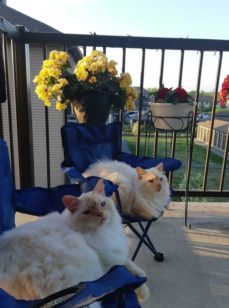 #37 I Bought My Cats Child Sized Camp Chairs #3 Two Cats, One Heart, #5 Unconditional Love.!!!!, #7 This Is What Cat Engagement Photos Would Look Like, #11 Two Cats Licking Glass Door, #15 They’re Always Plotting, #17 My Black Cat Looks Like My White Cat’s Shadow, #19 Meowfie, #21 Relationship Goals, #23 Perfect Fit, #27 Two Cats Cuddling Each Other In A Coast Of Istanbul, #29 *sound Of A Can Opening*, #31 My Cat And Her Little One (No Name Yet), #33 Planted A Tiny Wheatgrass Yard On My Balcony For My Boys, #35 Mama Pebbles And Her Child Primrose, #37 I Bought My Cats Child Sized Camp Chairs, #41 I Think They Are Starting To Get Along, #43 One More Episode Before Sleep, #45 So Much Floof, #47 Tried To Capture A Moment Of Friendship And Peace
