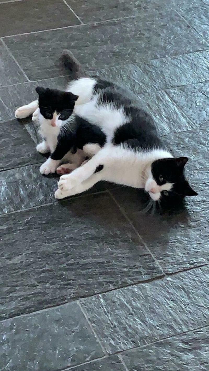 #25 My Parents Didn’t Want A Cat, This Stray And Her Baby Decided Otherwise. Obviously My Parents Now Have 2 Cats #3 Two Cats, One Heart, #5 Unconditional Love.!!!!, #7 This Is What Cat Engagement Photos Would Look Like, #11 Two Cats Licking Glass Door, #15 They’re Always Plotting, #17 My Black Cat Looks Like My White Cat’s Shadow, #19 Meowfie, #21 Relationship Goals, #23 Perfect Fit, #27 Two Cats Cuddling Each Other In A Coast Of Istanbul, #29 *sound Of A Can Opening*, #31 My Cat And Her Little One (No Name Yet), #33 Planted A Tiny Wheatgrass Yard On My Balcony For My Boys, #35 Mama Pebbles And Her Child Primrose, #37 I Bought My Cats Child Sized Camp Chairs, #41 I Think They Are Starting To Get Along, #43 One More Episode Before Sleep, #45 So Much Floof, #47 Tried To Capture A Moment Of Friendship And Peace