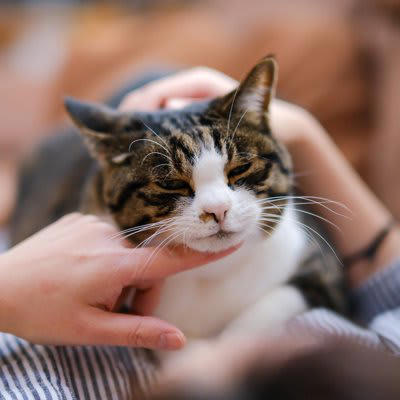 猫が飼い主に「お願い」しているときのサイン5選, 1.鳴きながら見つめてくる, 2.飼い主の足元をうろうろする, 3.ドアの前で鳴く・待ち伏せする, 4.手や顔を前足でちょんちょんと触る, 5.おもちゃや物を持ってくる, 猫の頼みごとにどう応える？上手な対応のコツ, まずは“何を求めているのか”を観察, すぐ応えられないときは声かけだけでもOK, 応えたあとは軽くスキンシップを, お願いに応えられないときはどうする？“断り方”の工夫, やさしく声をかける・撫でるだけでも, 代替案を用意してみる, 要求鳴き・しつこいアピールは無視する“時間”を決めて