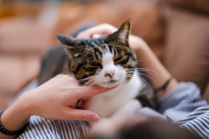 猫が飼い主に「お願い」しているときのサイン5選, 1.鳴きながら見つめてくる, 2.飼い主の足元をうろうろする, 3.ドアの前で鳴く・待ち伏せする, 4.手や顔を前足でちょんちょんと触る, 5.おもちゃや物を持ってくる, 猫の頼みごとにどう応える？上手な対応のコツ, まずは“何を求めているのか”を観察, すぐ応えられないときは声かけだけでもOK, 応えたあとは軽くスキンシップを, お願いに応えられないときはどうする？“断り方”の工夫, やさしく声をかける・撫でるだけでも, 代替案を用意してみる, 要求鳴き・しつこいアピールは無視する“時間”を決めて