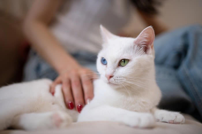 猫が飼い主に「お願い」しているときのサイン5選, 1.鳴きながら見つめてくる, 2.飼い主の足元をうろうろする, 3.ドアの前で鳴く・待ち伏せする, 4.手や顔を前足でちょんちょんと触る, 5.おもちゃや物を持ってくる, 猫の頼みごとにどう応える？上手な対応のコツ, まずは“何を求めているのか”を観察, すぐ応えられないときは声かけだけでもOK, 応えたあとは軽くスキンシップを, お願いに応えられないときはどうする？“断り方”の工夫, やさしく声をかける・撫でるだけでも, 代替案を用意してみる, 要求鳴き・しつこいアピールは無視する“時間”を決めて