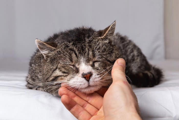 猫が認知症かも？と思ったら確認するべきポイント4つ, 1.夜鳴きや異様な鳴き声, 2.徘徊・方向感覚の異常, 3.トイレの失敗, 4.学習能力の低下・物忘れ, 飼い主さんとしてできることは？
