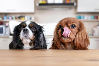 犬が食べると危険な『調味料』５選, 1.刺激性の強いもの, 2.塩分の濃いもの, 5.ネギ類成分を含むもの, 犬が調味料を誤食した場合の対処法