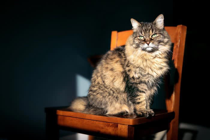 猫が認知症かも？と思ったら確認するべきポイント4つ, 1.夜鳴きや異様な鳴き声, 2.徘徊・方向感覚の異常, 3.トイレの失敗, 4.学習能力の低下・物忘れ, 飼い主さんとしてできることは？