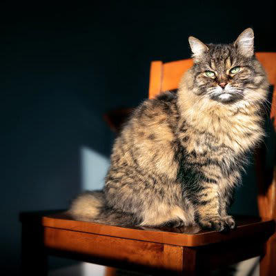猫が認知症かも？と思ったら確認するべきポイント4つ, 1.夜鳴きや異様な鳴き声, 2.徘徊・方向感覚の異常, 3.トイレの失敗, 4.学習能力の低下・物忘れ, 飼い主さんとしてできることは？