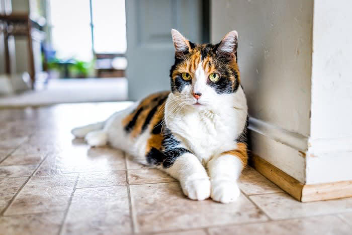 猫が認知症かも？と思ったら確認するべきポイント4つ, 1.夜鳴きや異様な鳴き声, 2.徘徊・方向感覚の異常, 3.トイレの失敗, 4.学習能力の低下・物忘れ, 飼い主さんとしてできることは？