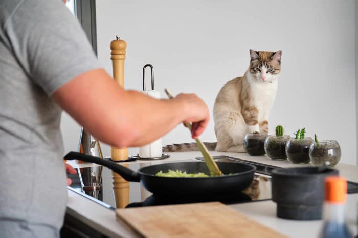 1.食べ物の匂いに惹かれるから, 2.興味深いものがたくさんあるから, 3.飼い主さんにかまって欲しいから, キッチンは危険がいっぱい、愛猫に有効な侵入防止策とは？
