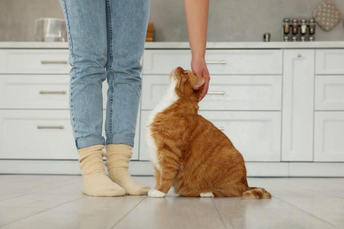 1.食べ物の匂いに惹かれるから, 2.興味深いものがたくさんあるから, 3.飼い主さんにかまって欲しいから, キッチンは危険がいっぱい、愛猫に有効な侵入防止策とは？