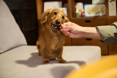 犬を甘やかしすぎることで起こるリスク5つ, 1.おやつや人間の食べ物の与えすぎ, 2.要求行動がエスカレートする, 3.しつけが曖昧になり混乱を招く, 4.依存傾向や分離不安の悪化, 5.他の犬や人に慣れにくくなる, なぜ“愛情”が逆効果になるのか？, 「自分の方が上」と誤解することも, 我慢や判断する力が育たない, 飼い主が“頼れる存在”に見えなくなる, 甘やかさずに愛情を伝える「ちょうどいい距離感」, スキンシップは「犬のペース」に合わせて, 日常に「待つ・我慢する」時間も取り入れる, 必要なときには毅然とした態度も大切