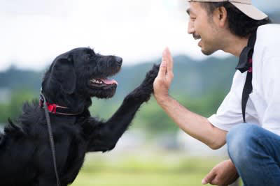 犬を甘やかしすぎることで起こるリスク5つ, 1.おやつや人間の食べ物の与えすぎ, 2.要求行動がエスカレートする, 3.しつけが曖昧になり混乱を招く, 4.依存傾向や分離不安の悪化, 5.他の犬や人に慣れにくくなる, なぜ“愛情”が逆効果になるのか？, 「自分の方が上」と誤解することも, 我慢や判断する力が育たない, 飼い主が“頼れる存在”に見えなくなる, 甘やかさずに愛情を伝える「ちょうどいい距離感」, スキンシップは「犬のペース」に合わせて, 日常に「待つ・我慢する」時間も取り入れる, 必要なときには毅然とした態度も大切