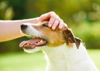 犬を甘やかしすぎることで起こるリスク5つ, 1.おやつや人間の食べ物の与えすぎ, 2.要求行動がエスカレートする, 3.しつけが曖昧になり混乱を招く, 4.依存傾向や分離不安の悪化, 5.他の犬や人に慣れにくくなる, なぜ“愛情”が逆効果になるのか？, 「自分の方が上」と誤解することも, 我慢や判断する力が育たない, 飼い主が“頼れる存在”に見えなくなる, 甘やかさずに愛情を伝える「ちょうどいい距離感」, スキンシップは「犬のペース」に合わせて, 日常に「待つ・我慢する」時間も取り入れる, 必要なときには毅然とした態度も大切