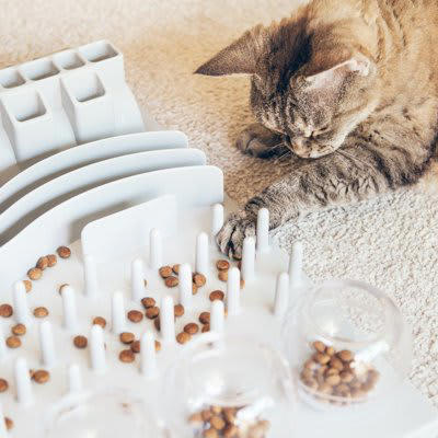猫の脳と知能のレベル, 猫と他の動物との比較, 猫と犬の知能の違い, サルやイルカなど知能が高い動物との比較, 猫の能力が優れているところ