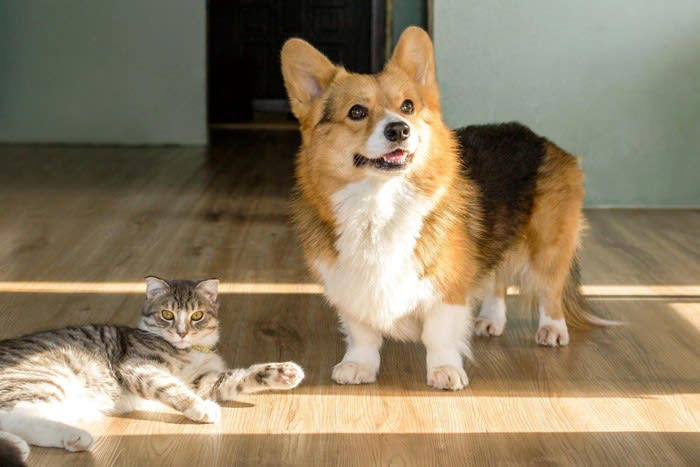 猫の脳と知能のレベル, 猫と他の動物との比較, 猫と犬の知能の違い, サルやイルカなど知能が高い動物との比較, 猫の能力が優れているところ