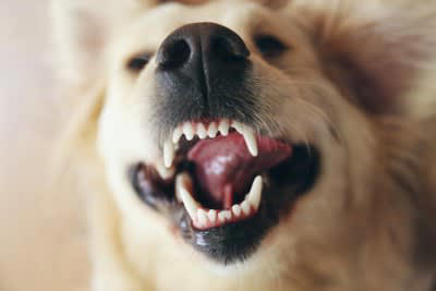 犬が体調不良のときに見せる舌の変化5つ, 1.舌が青紫〜黒っぽくなる（チアノーゼ）, 2.舌が白っぽい・淡いピンクになる, 3.舌が乾いてカサついている, 4.舌が腫れている・左右非対称になっている, 5.舌の動きがおかしい・だらんと垂れている, その舌の変化で疑われる病気とは？, こんなときはすぐに動物病院へ, 呼吸が苦しそう／舌が青紫〜黒っぽい, 舌が急に白くなった／ぐったりしている, 舌が腫れている／アレルギーのような反応がある, 水を飲めない／食べようとしない／舌が垂れたまま, 明らかに元気がない／舌の異常が長引いている
