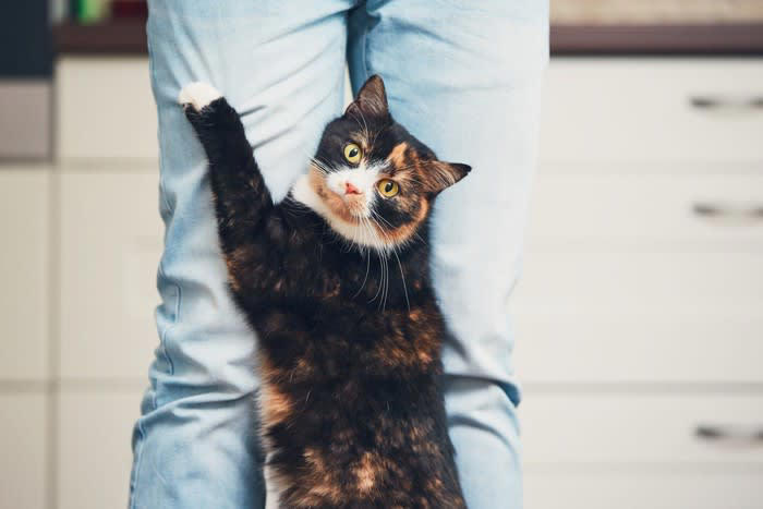 猫があなたを守ろうとしている4つのサイン, 1.唸り声をあげる・威嚇をする, 2.ずっとついてくる, 3.常に近くで見守っている, 4.獲物をおすそ分けする, 猫があなたを守ろうとするのはなぜ？