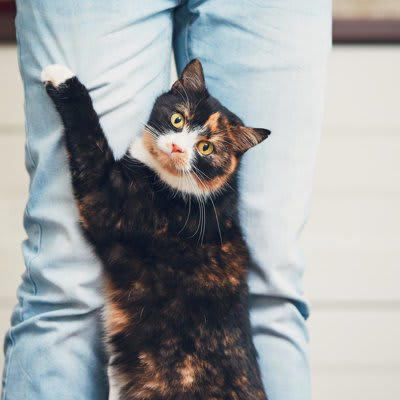 猫があなたを守ろうとしている4つのサイン, 1.唸り声をあげる・威嚇をする, 2.ずっとついてくる, 3.常に近くで見守っている, 4.獲物をおすそ分けする, 猫があなたを守ろうとするのはなぜ？