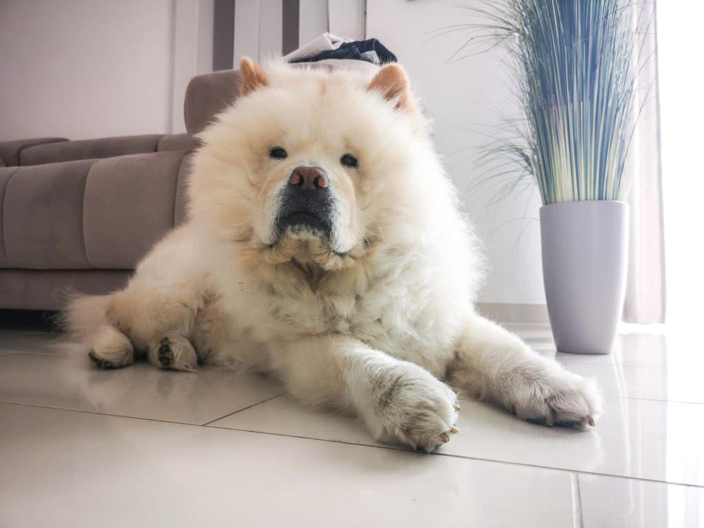 Chow Chow, Basset Hound, Dogue de Bordeaux (French Mastiff), Bulldog, Greyhound