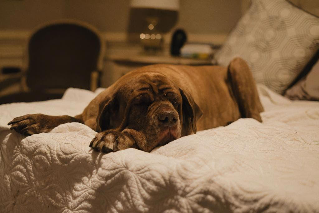 Chow Chow, Basset Hound, Dogue de Bordeaux (French Mastiff), Bulldog, Greyhound