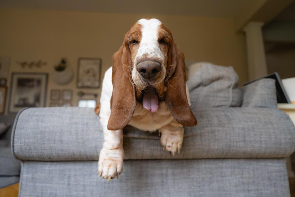 Chow Chow, Basset Hound, Dogue de Bordeaux (French Mastiff), Bulldog, Greyhound