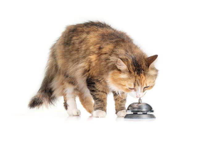 猫の脳と知能のレベル, 猫と他の動物との比較, 猫と犬の知能の違い, サルやイルカなど知能が高い動物との比較, 猫の能力が優れているところ