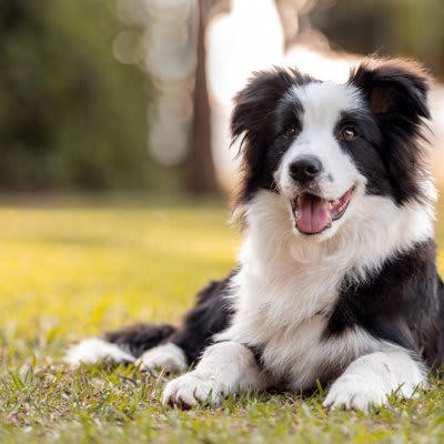 犬が体調不良のときに見せる舌の変化5つ, 1.舌が青紫〜黒っぽくなる（チアノーゼ）, 2.舌が白っぽい・淡いピンクになる, 3.舌が乾いてカサついている, 4.舌が腫れている・左右非対称になっている, 5.舌の動きがおかしい・だらんと垂れている, その舌の変化で疑われる病気とは？, こんなときはすぐに動物病院へ, 呼吸が苦しそう／舌が青紫〜黒っぽい, 舌が急に白くなった／ぐったりしている, 舌が腫れている／アレルギーのような反応がある, 水を飲めない／食べようとしない／舌が垂れたまま, 明らかに元気がない／舌の異常が長引いている