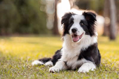犬が体調不良のときに見せる舌の変化5つ, 1.舌が青紫〜黒っぽくなる（チアノーゼ）, 2.舌が白っぽい・淡いピンクになる, 3.舌が乾いてカサついている, 4.舌が腫れている・左右非対称になっている, 5.舌の動きがおかしい・だらんと垂れている, その舌の変化で疑われる病気とは？, こんなときはすぐに動物病院へ, 呼吸が苦しそう／舌が青紫〜黒っぽい, 舌が急に白くなった／ぐったりしている, 舌が腫れている／アレルギーのような反応がある, 水を飲めない／食べようとしない／舌が垂れたまま, 明らかに元気がない／舌の異常が長引いている