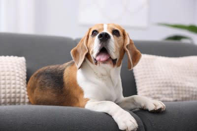 犬が体調不良のときに見せる舌の変化5つ, 1.舌が青紫〜黒っぽくなる（チアノーゼ）, 2.舌が白っぽい・淡いピンクになる, 3.舌が乾いてカサついている, 4.舌が腫れている・左右非対称になっている, 5.舌の動きがおかしい・だらんと垂れている, その舌の変化で疑われる病気とは？, こんなときはすぐに動物病院へ, 呼吸が苦しそう／舌が青紫〜黒っぽい, 舌が急に白くなった／ぐったりしている, 舌が腫れている／アレルギーのような反応がある, 水を飲めない／食べようとしない／舌が垂れたまま, 明らかに元気がない／舌の異常が長引いている