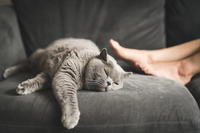 猫があなたを守ろうとしている4つのサイン, 1.唸り声をあげる・威嚇をする, 2.ずっとついてくる, 3.常に近くで見守っている, 4.獲物をおすそ分けする, 猫があなたを守ろうとするのはなぜ？