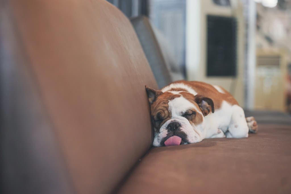 Chow Chow, Basset Hound, Dogue de Bordeaux (French Mastiff), Bulldog, Greyhound